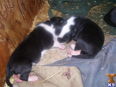Puppies in WA